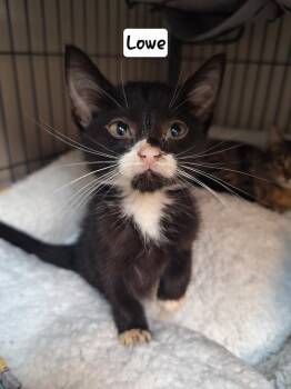 Lowe -  Domestic Short Hair Cat for Adoption - Lowe | PetCurious