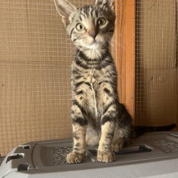 Rescue Domestic Short Hair Cats for Adoption in Bell Gardens, California - Yogi | PetCurious