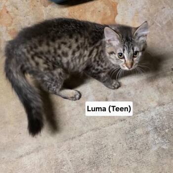 Luma C11890 -  Domestic Medium Hair Cat for Adoption - Luma C11890 | PetCurious