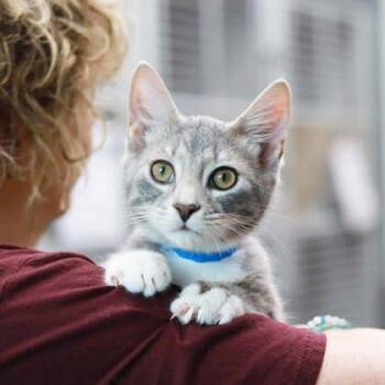 Shazam -  Domestic Short Hair Cat for Adoption in Atlanta, Georgia - Shazam | PetCurious
