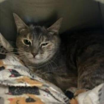 Domestic Short Hair Cats Available for Adoption - Sage | PetCurious