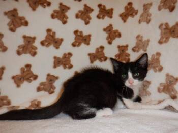 FELIX -  Domestic Short Hair Cat for Adoption in San Jose, California - FELIX | PetCurious