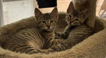 Moonbeam & Groovy (bonded brothers) -  Domestic Short Hair Cat for Adoption in Nashville, Tennessee - Moonbeam & Groovy (bonded Brothers) | PetCurious