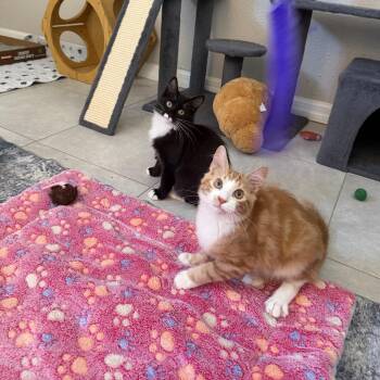 Merlin -  Domestic Medium Hair Cat for Adoption in Port Richey, Florida - Merlin | PetCurious
