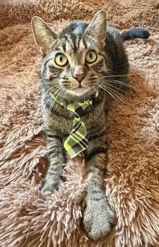 Rescue Domestic Short Hair and Tabby Cats for Adoption in Lansing, Michigan - Buster (25-160 C) | PetCurious