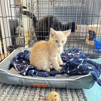 Domestic Short Hair Cats Available for Adoption - Kiara | PetCurious