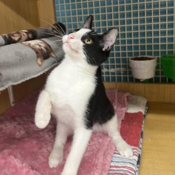 Taro -  Domestic Short Hair Cat for Adoption in Manhattan, Kansas - Taro | PetCurious