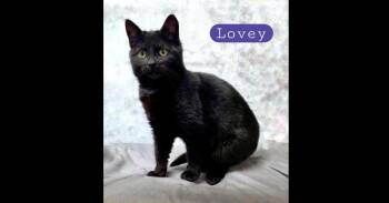 Domestic Short Hair Cats Available for Adoption - Lovey | PetCurious