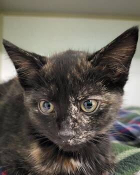 Domestic Short Hair Cats Available for Adoption in Grayslake, Illinois - Mothra | PetCurious