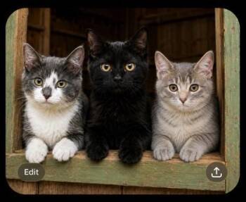 Stryker, WORKING CAT, Bonded Trio -  Domestic Medium Hair and Domestic Short Hair Cat for Adoption in Mckinney, Texas - Stryker, WORKING CAT, Bonded Trio | PetCurious