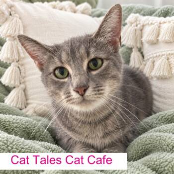 Momma Mia -  Domestic Short Hair Cat for Adoption in Chapel Hill, North Carolina - Momma Mia | PetCurious