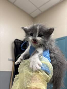 GEMINI -  Domestic Long Hair Cat for Adoption in Las Vegas, Nevada - GEMINI | PetCurious