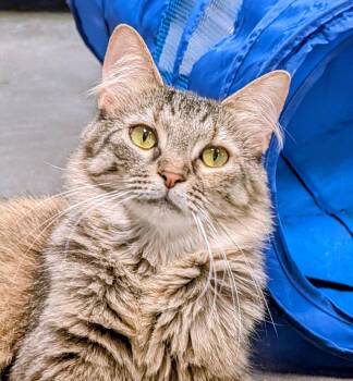 Daisy -  Domestic Long Hair Cat for Adoption in Morganton, North Carolina - Daisy | PetCurious