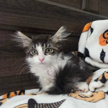 Milo 2.0 -  Domestic Long Hair Cat for Adoption in Kingman, Arizona - Milo 2.0 | PetCurious