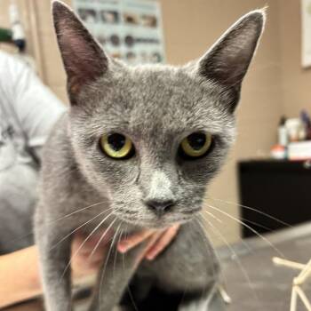 Zahra -  Domestic Short Hair Cat for Adoption in Newport, North Carolina - Zahra | PetCurious