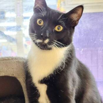 Rescue Domestic Short Hair Cats for Adoption in Warwick, Rhode Island - Habanero | PetCurious