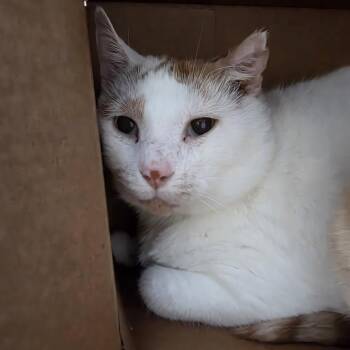 Jay Gatsby -  Domestic Short Hair Cat for Adoption in Oshkosh, Wisconsin - Jay Gatsby | PetCurious