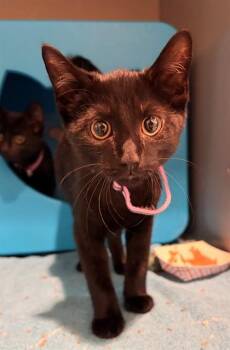 NYQUIL -  Domestic Short Hair Cat for Adoption in Leesburg, Virginia - NYQUIL | PetCurious