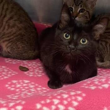 Keebler -  Domestic Short Hair Cat for Adoption in Chehalis, Washington - Keebler | PetCurious