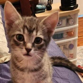 Rescue Domestic Short Hair Cats for Adoption in Gastonia, North Carolina - Squeaks | PetCurious