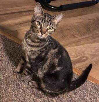 Rescue Domestic Short Hair Cats for Adoption in Kenosha, Wisconsin - Heidi | PetCurious