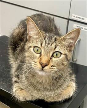 Rescue Domestic Short Hair Cats for Adoption in Rosenberg, Texas - WHISPER | PetCurious