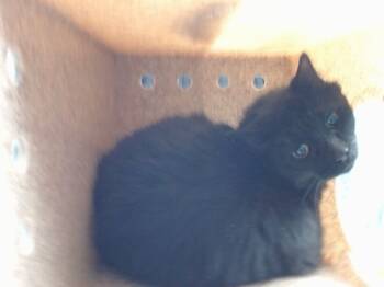 Rescue Domestic Medium Hair Cats for Adoption in Albuquerque, New Mexico - SPOOKY | PetCurious