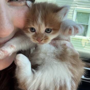 Ovid -  Domestic Medium Hair Cat for Adoption in Buffalo, New York - Ovid | PetCurious