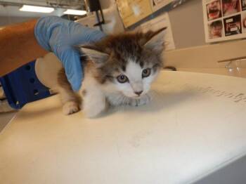 Domestic Medium Hair Cats Available for Adoption in San Jose, California - A1407864 | PetCurious