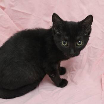 Domestic Short Hair Cats Available for Adoption in Champaign, Illinois - Edna | PetCurious