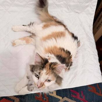 Domestic Long Hair Cats Available for Adoption - Mochi26 | PetCurious