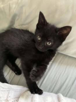 Domestic Medium Hair Cats Available for Adoption in Brockport, New York - Etta James "EJ" | PetCurious