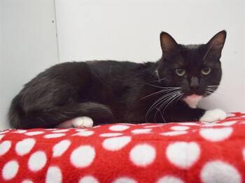 Domestic Short Hair Cats Available for Adoption in Sacramento, California - LUNA | PetCurious