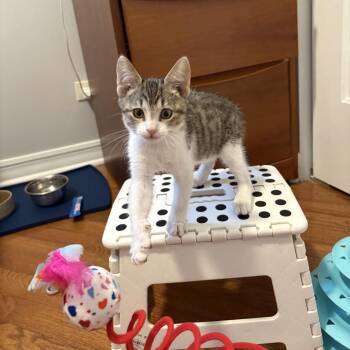 Chumley -  Domestic Short Hair Cat for Adoption in La Grange, Kentucky - Chumley | PetCurious