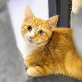 Richie -  Domestic Short Hair Cat for Adoption in Gainesville, Florida - Richie | PetCurious