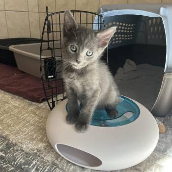 Fry -  Domestic Short Hair Cat for Adoption in Bedford, New Hampshire - Fry | PetCurious