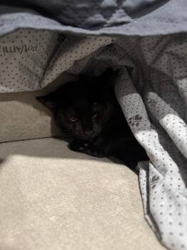 Rescue Domestic Short Hair Cats for Adoption in Mokena, Illinois - Cumin | PetCurious