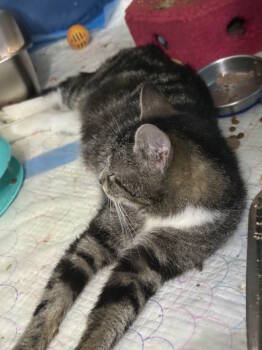 Rescue Domestic Short Hair Cats for Adoption in Virginia Beach, Virginia - Mama Wren | PetCurious