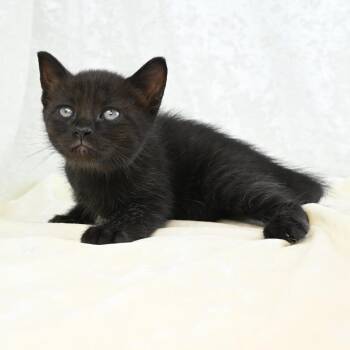 Domestic Short Hair Cats Available for Adoption in Mobile, Alabama - Murphy | PetCurious