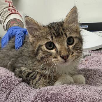 Rescue Domestic Medium Hair Cats for Adoption in Phoenix, Arizona - Sweat Band | PetCurious