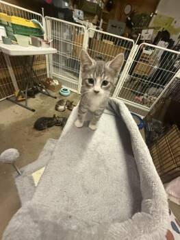 Boots -  Domestic Short Hair Cat for Adoption in Fredericton, New Brunswick - Boots | PetCurious