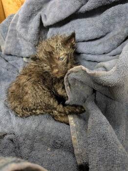 Catalytic Converter -  Domestic Short Hair Cat for Adoption in Cincinnati, Ohio - Catalytic Converter | PetCurious