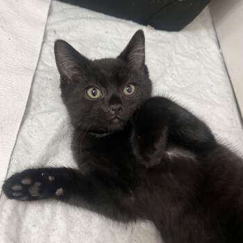 Oscar -  Domestic Short Hair Cat Available for Adoption in Toledo, Ohio - Oscar | PetCurious