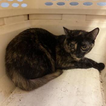 TUSC-Stray-85570 -  Domestic Short Hair Cat for Adoption in Tuscaloosa, Alabama - TUSC-Stray-85570 | PetCurious