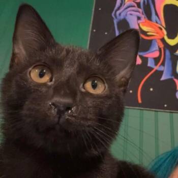 Jellybean -  Domestic Short Hair Cat for Adoption in Bloomington, Illinois - Jellybean | PetCurious