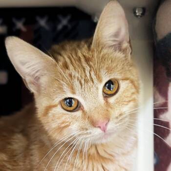Domestic Short Hair Cats Available for Adoption in Jefferson, Wisconsin - Faith | PetCurious