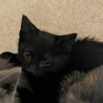Othello -  Domestic Short Hair Cat for Adoption in Reno, Nevada - Othello | PetCurious