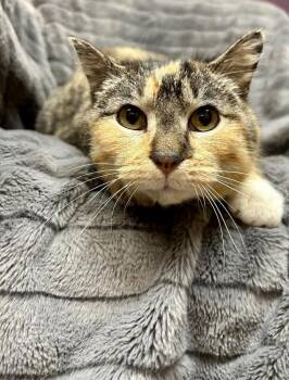 Lavona -  Domestic Short Hair and Calico Cat for Adoption in Minneapolis, Minnesota - Lavona | PetCurious