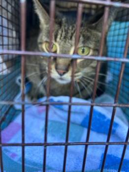 BABY -  Domestic Short Hair Cat for Adoption in West Palm Beach, Florida - BABY | PetCurious