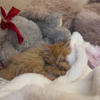Muffin -  Domestic Long Hair Cat for Adoption in Lander, Wyoming - Muffin | PetCurious